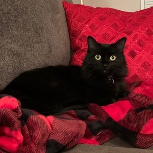 Meet your Posher, Dakota